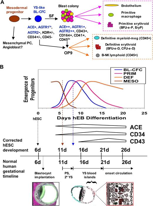 Figure 7. Scheme for the ontogeny of in vitro, hESC-derived hemangioblasts (A), and its congruence with the developmental timeline of normal human YS development (B). PC, progenitor cell; MESO, mesoderm progenitor; BL-CFC, hemangioblast progenitor; PRIM, primitive hematopoiesis; DEF, definitive (YS-like) hematopoiesis; PS, primitive streak; 2° YS, secondary yolk sac.