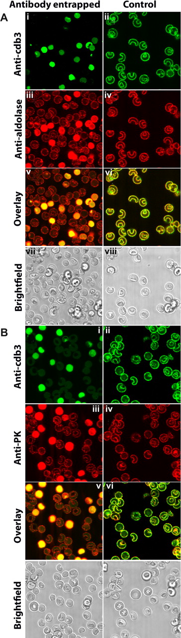 Figure 4. Localization of glycolytic enzymes in murine erythrocytes resealed in the presence or absence of an antibody to the cytoplasmic domain of band 3. Freshly drawn murine erythrocytes were washed 3 times to remove serum and buffy coat, and divided into 2 aliquots. One suspension of erythrocytes was lysed and resealed in the presence of rabbit polyclonal antibody raised against cdb3.1 The other suspension (control) were similarly lysed and resealed in the absence of any antibody. After resealing, both erythrocyte preparations were similarly fixed with acrolein, permeabilized with Triton X-100 (“Preparation of cells”), and stained with the desired antibodies. (i) Antirabbit antibody conjugated to Cy2 (492 510) was used to identify cells containing entrapped anti-cdb3 antibody. (ii) Cells (lacking entrapped antibody) were first stained with the same rabbit anti-cdb3 antibody and then labeled with Cy2-conjugated antirabbit IgG. Membrane staining in this panel demonstrates the specificity of the antibody for band 3. (iii,iv) Stained first with goat antibodies specific for either aldolase (A) or pyruvate kinase (B) and then with antigoat antibody conjugated to Cy5 (650 670). (v,vi) Overlays of subpanels i and iii, and ii and iv, respectively. (vii,viii) Bright field images of subpanels i, iii, v, and ii, iv, vi, respectively.