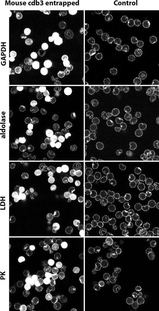 Figure 5. Localization of glycolytic enzymes in murine erythrocytes resealed in the presence of the cytoplasmic domain of murine band 3 (residues 1-398). Murine wild-type cdb3 was dialyzed against 5 mM of potassium phosphate containing 160 mM of sodium chloride, pH 7.4, and concentrated to 6.8 mg/mL using a centricon-30 (Millipore, Billerica, MA). Freshly drawn mouse erythrocytes were washed in the above buffer and resuspended at 50% hematocrit in the same buffer containing mouse cdb3. The suspension was introduced into mini dialysis units, and lysed and resealed as described by Campanella et al.1 After resealing, erythrocytes were fixed, permeabilized, and stained for GAPDH, aldolase, LDH, and PK and visualized with secondary antibody conjugated with Cy2 (492 510). Control erythrocytes were lysed and resealed in the absence of cdb3, but otherwise treated identically. Glycolytic enzymes are displaced from the membrane in cells containing resealed murine cdb3.