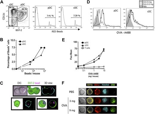 Figure 4. pDCs capture and internalize Ag in vivo. (A,B) Mice were injected intravenously with various numbers of fluorescent red beads. Two hours later, CD11c+ cells enriched from spleen were stained with anti-CD11c and BST-2 (PDCA-1) mAbs and analyzed by flow cytometry. The percentage of cells that had captured beads was determined by gating red-positive cells for pDCs (CD11clow BST-2+ cells, left histogram) and cDCs (CD11chi BST-2− cells, right histogram). One representative experiment of 4 is depicted in each case. (A) Analysis of capture by DCs from the mouse injected with 109 beads is shown. (B) Percentage of bead-positive cells was determined among cDCs (▲, ) and pDCs (●, ) and plotted against the number of red beads injected per mouse. (C) Purified pDCs isolated from (109) red bead-injected mice were stained with anti-BST-2 (120G8, green) mAb and analyzed by fluorescent microscopy (original magnification ×630). Three-dimensional acquisition was done to obtain different slices of the cells. Representative DIC (differential interference contrast), shadow views (projection of each slice in the same image), and 3-dimensional reconstitutions are shown. (D,E) Mice were injected intravenously with various doses of OVA-A488. Two hours later, splenocytes were labeled with anti-CD11c, BST-2 (PDCA-1), and CD3ϵ mAbs and analyzed by flow cytometry. (D) Histograms show OVA-488 fluorescent intensity for both pDCs and cDCs (gated as in panel A) from mice injected with PBS (filled histogram) or 0.2 mg (thin histogram) or 9 mg (thick histogram) OVA. One representative experiment of 3 is depicted. (E) Mean OVA-A488 fluorescence was determined for T cells (○, black line), cDCs (▲, ), and pDCs (●, ) and is plotted against the dose of OVA-488 injected. T cells were gated as CD3ϵ+ cells. (F) Purified pDCs isolated from mice injected with PBS or 3 or 9 mg OVA-A488 (green) were stained with anti-BST-2 (120G8, red) and CD11c (yellow) mAbs and Hoechst 44 432 (light blue) and then analyzed by fluorescent microscopy (original magnification ×630). One representative experiment of 3 is depicted.