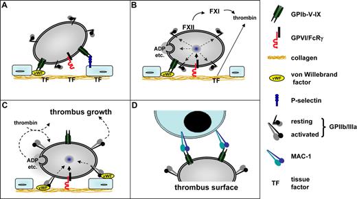 Figure 2. Model of platelet–vessel wall interaction. (A) The initial contact (tethering) of platelets to the extracellular matrix (ECM) is mediated predominantly by GPIbα-VWF interactions. The GPIbα-VWF interaction is essential at high shear rates (> 500 s−1). GPIbα may also interact with P-selectin exposed on activated endothelial cells and thereby contribute to platelet recruitment to the intact vessel wall. (B) At sites of vascular injury, GPVI-collagen interactions initiate cellular activation followed by shifting of integrins to high-affinity state and the release of secondarily acting agonists, most importantly ADP, ATP, and TxA2. GPIb-mediated signaling may amplify GPVI-induced activation pathways. In parallel, exposed tissue factor (TF) locally triggers the formation of thrombin (extrinsic pathway), which in addition to GPVI mediates cellular activation. On the growing thrombus, activation of FXII and FXI also leads to thrombin formation. (C) Activated GPIIb/IIIa (integrin αIIbβ3) together with β1 integrins (not shown) mediates firm adhesion by binding to VWF, fibronectin, and other ligands. Released ADP, ATP, and TxA2 amplify integrin activation on adherent platelets and mediate thrombus growth by activating additional platelets and fibrinogen binding to GPIIb/IIIa. (D) Adherent platelets may recruit leukocytes to the thrombus through GPIbα-MAC1 interactions. This scheme does not exclude the involvement of other receptor-ligand interactions.