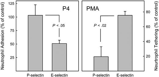 Figure 7. Differential effects of glycolipid biosynthesis inhibition and PMA activation on recognition of E- and P-selectins by primary human neutrophils. (Left) Inhibiting GSL biosynthesis inhibits E-selectin but not P-selectin adhesion. Neutrophils were isolated from peripheral venous blood and maintained in culture in medium containing granulocyte colony-stimulating factor.39 After 24 hours, the glycosphingolipid biosynthesis inhibitor P4 was added (5 μM). After an additional 24 hours, cells were harvested, washed, labeled with 51Cr, and tested for adhesion to immobilized recombinant human P-selectin and E-selectin under static conditions as described.16,17 Cell adhesion is expressed relative to that of control cells cultured in the absence of P4. Data are from 3 (P-selectin) or 4 (E-selectin) independent experiments. (Right) Activation of human neutrophils with phorbol ester inhibits P-selectin but not E-selectin adhesion. Freshly prepared peripheral blood neutrophils were treated for 10 minutes with PMA (1.6 μM), then were perfused at 1 dyne/cm2 over monolayers of CHO-E or CHO-P cells as indicated. Tethering is expressed relative to that of control cells incubated in the absence of PMA. Data are from 3 independent experiments with SEM shown. Statistical comparisons are by Student t test.