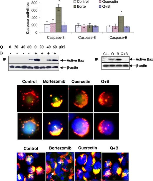 Figure 3. Quercetin blocks bortezomib-induced Bax activation and cytochrome c release. Cells were pretreated with 20 μM quercetin and then incubated with or without 20 nM bortezomib for 12 hours. (A) Caspase activation. DoHH2 cells were used for caspase activity assay, as described in “Caspase activity assay.” *Statistically significantly increased activity of caspase as analyzed by t test (P < .001). Data are means plus or minus SD from 3 separate experiments. (B) Bax conformational change was determined in DoHH2 (left panel) and primary CLL cells (right panel) by immunoprecipitation. DoHH2 cells were treated with different concentrations of quercetin, with or without 20 nM bortezomib. The clone 6A7 anti-Bax antibody was used for the immunoprecipitation, and the clone 2D2 Bax antibody was used for Western blotting. The active Bax indicates the conformationally changed form of Bax. Western blotting for β-actin represents an equal loading of proteins. Bax translocation (C) and cytochrome release from mitochondria (D) were assessed by immunostaining in CLL cells. Mitochondria were stained with Mito-Tracker red CMRos (red). Bax was stained with the conformation-specific clone 3 Bax antibody (C), and cytochrome c was stained with cytochrome c antibody clone 6H2.B4 (D). Slides were then costained with FITC-conjugated antimouse antibody (green). Finally, the nucleus was stained with DAPI (blue). The pictures in the top panel (C) show that cells were stained with Mito-Tracker (red) and Bax, and those in the bottom panel present cells with merged DAPI staining. Arrows in panel D represent released cytochrome c in the apoptotic cells. Q indicates quercetin; B, bortezomib.