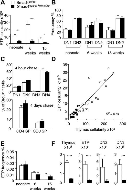 Figure 4. Reduced numbers of ETPs correlate to thymic hypoplasia in Smad4co/co;Foxn1Cre mice. (A) Absolute number of thymic ETPs (Lin−CD25−CD44+Sca-1+c-kithi cells) in mice of different ages. (B) Analysis of developmental progression from the DN1 to the DN2 stage in Lin−c-kithi thymic progenitors. (C) Quantification of proliferation in DN thymocytes 4 hours after BrdU administration and determination of intrathymic transition kinetics 4 days after the BrdU pulse in SP thymocytes. DN1 and DN2 populations were identified as c-kithi CD25neg and c-kithi CD25pos, respectively. (D) Linear correlation of ETP numbers with total thymic cellularity in mice ranging in age from 1.5 to 15 weeks. (E) Relative numbers of thymic ETPs in mice of different ages. (F) Total thymus cellularity and cell numbers of ETP, DN2, and DN3 populations in 6-week-old mice. DN2 cells were identified as c-kithi CD44+CD25+. A minimum of 3 mice per group were analyzed at each time point. Values are mean plus SD. □ represents Smad4co/co; ■, Smad4co/co;Foxn1Cre. *P < .05, **P < .01, ***P < .005, ****P < .001.
