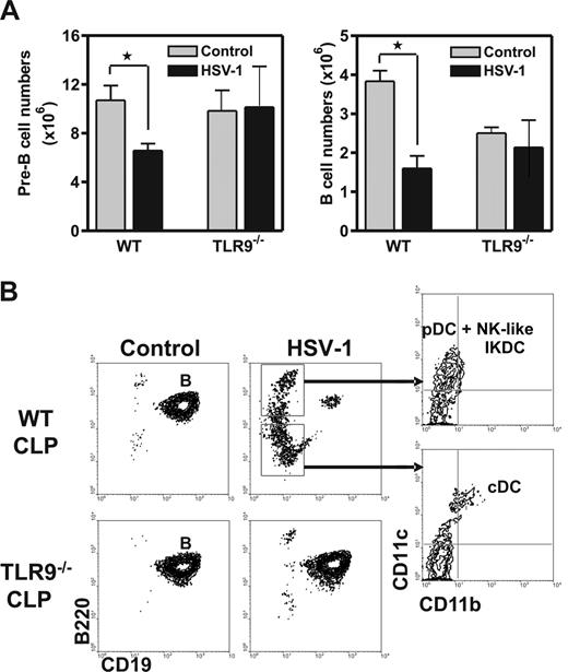 Figure 2. Lymphoid progenitors from TLR-deficient mice are not primed to become DCs during HSV-1 infection. (A) Total numbers of pre-B and B cells were enumerated in BM of TLR+/+ and TLR−/− mice on day 7 of acute infection. Data are means plus or minus SEM (*significant difference, P < .05). CLPs were highly purified from HSV-1–infected and control mice and placed in lymphoid cultures for 8 days. (B) The indicated flow cytometry gates were used to discriminate B220+CD19−CD11c+CD11b− pDCs + NK-like IKDCs and B220−CD19−CD11c+CD11b+ cDCs. Data are representative of 2 independent experiments with 3 replicates each.