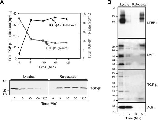 Figure 1. Total TGF-β1 is released as LLCs within 5 minutes after platelet stimulation. Platelets (109 per mL) were stimulated with thrombin (0.125 U/mL) at 37°C for the indicated time periods and centrifuged at 14 000g for 20 minutes at 4°C. Pellets were lysed in buffer containing Triton-X-100 (1%). (A) Total TGF-β1 in platelet lysates and releasates before and after thrombin stimulation for the indicated times was measured by ELISA after acidification (top panel) and immunoblotting with anti–TGF-β1 (bottom panel); results shown are from 1 of more than 10 similar experiments. (B) Both lysates and releasates were immunoblotted with antibodies to LTBP1, LAP, TGF-β1, and actin. The immunoblots demonstrate release of TGF-β1, LAP, and LTBP-1, the 3 components of LLCs. LAP and the upper band of LTBP-1 migrated at Mr approximately 270 kD, consistent with their forming a 1:1 complex. The lower LTBP-1 band of Mr approximately 160-kD identified in the immunoblot has the same Mr reported for free LTBP-1.31 The lower bands identified in the LAP immunoblot have Mr's consistent with precursor molecules that are not covalently coupled to LTBP-1.