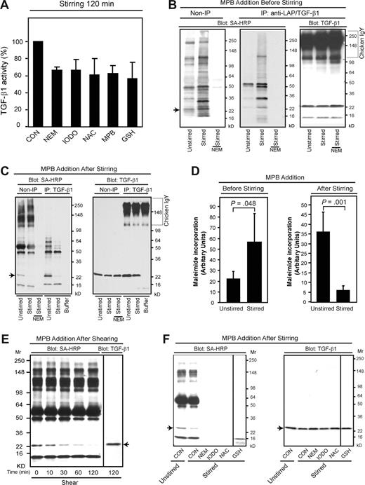 Figure 4. Thiol-disulfide exchange contributes to latent TGF-β1 activation. (A) Platelet releasates were stirred in the presence or absence of the indicated reagents for 120 minutes at 37°C and TGF-β1 activity was measured by ELISA. The concentrations used were as follows: N-ethylmaleimide (NEM) 1 mM, iodoacetamide (IODO) 1 mM, N-acetyl cysteine (NAC) 1 mM, MPB 100 μM, and glutathione (GSH) 200 μM. Stirring increased active TGF-β1 from approximately 0.2 to 5 ng/mL; total TGF-β1 was approximately 56 ng/mL. Data are expressed as percentage of the control value of active TGF-β1 in the absence of a thiol-reactive reagent (CON). Error bars represent SD. (B) MPB (100 μM) labeled a number of proteins in platelet releasates and the intensity of labeling increased when samples were stirred for 2 hours after adding the MPB. One of the labeled proteins was TGF-β1 itself (Mr, ∼ 25 kD) as judged by immunoprecipitation (middle panel) with a combination of anti-LAP and anti–TGF-β1 antibodies. (C) MPB labeling of the approximately 25-kD band corresponding to the migration of TGF-β1 (arrow), as well as some other proteins, was dramatically reduced when the MPB was added after 2 hours of stirring. Pretreatment with NEM (1 mM) prevented MPB labeling. (D) Densitometric quantification of biotin-MPB incorporation into the approximately 25-kD protein () in panels B and C (left). Error bars represent SD. (E) Platelet releasates were subjected to shear at 1800 s−1 for the indicated time periods and then labeled with MPB (100 μM) for 2 hours at 37°C. MPB-labeled proteins in platelet releasates were detected with streptavidin-HRP. The sample sheared for 120 minutes from the same gel was also immunoblotted separately to identify TGF-β1. The vertical line separates the membranes reacted with streptavidin-HRP from the membrane reacted with the antibody to TGF-β1. (F) Thrombin-stimulated platelet releasates were incubated with the indicated thiol-reactive compounds followed by labeling with biotin-MPB (100 μM) for 2 hours. MPB-labeled proteins were detected with streptavidin-HRP (left panel) and immunoblotted to identify TGF-β1 (right panel). Vertical lines indicate deletion of intermediate lanes from the same gel.
