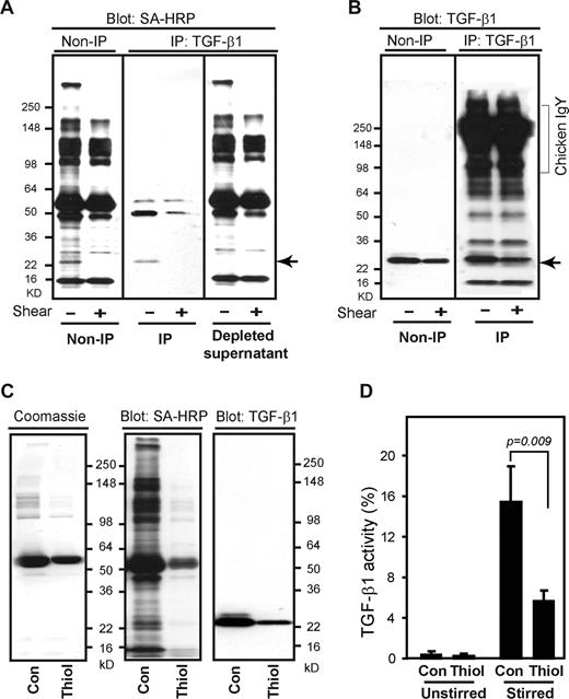 Figure 5. Depletion of thiol-containing proteins inhibits TGF-β1 activation. (A) Thrombin-stimulated platelet releasates were incubated without and with shear of 1800 s−1 for 2 hours and then labeled with MPB (100 μM) for 2 hours. MPB-labeled proteins in platelet releasates analyzed directly (non-IP) or after immunoprecipitation (IP) with an anti–TGF-β1. The MPB-labeled band at approximately 25 kD () was immunoprecipitated by anti–TGF-β1 and depleted in the supernatant after IP. (B) The 25-kD band corresponded to TGF-β1 detected by immunoblotting of the entire releasate (non-IP) and the anti–TGF-β1 immunoprecipitate (IP: TGF-β1). Vertical lines indicate deletion of intermediate lanes. (C) Platelet releasates were passed through either a control Sepharose column (con) or a thiol-Sepharose column (thiol) and then labeled with MPB and analyzed by SDS-PAGE, followed by Coomassie brilliant blue staining (left panel), blotting with streptavidin-HRP (to detect MPB; middle panel), or blotting with an anti–TGF-β1 antibody (right panel). Note that the majority of MPB-labeled proteins were depleted by passage over the thiol-Sepharose column and that TGF-β1 was partially depleted. A Coomassie brilliant blue–stained gel demonstrated that the thiol-Sepharose column did not deplete most of the platelet releasate proteins. (D) Platelet releasates that were passed through either a control Sepharose column (con) or a thiol-Sepharose column (thiol) were stirred and assayed for TGF-β1 activation by ELISA. Note that depletion of thiol-containing proteins reduced the percentage of TGF-β1 that could be activated by stirring. Error bars represent SD.