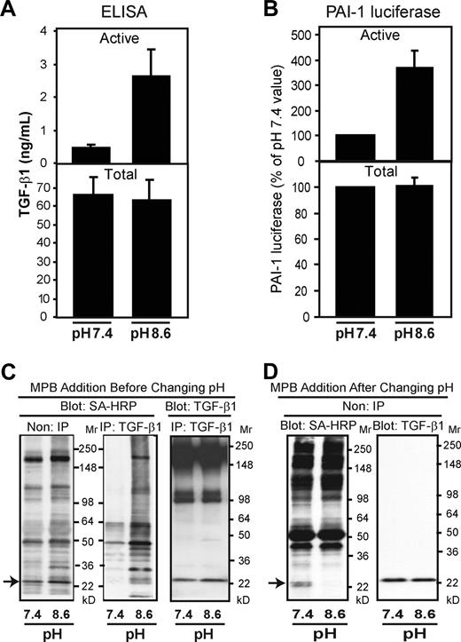 Figure 6. Increasing the platelet releasate pH from 7.4 to 8.6 enhances both latent TGF-β1 activation and thiol labeling. (A,B) Platelet releasate at pH 7.4 was adjusted to pH 8.6 by adding NaOH and incubated for 10 minutes at 37°C. Samples were neutralized to pH 7.4 by adding HCl. TGF-β1 activity was measured using both the ELISA (A) and MLEC assay (B). Error bars represent SD. (C,D) Platelet releasates at pH 7.4 and pH 8.6 were labeled with MPB (100 μM) before (C) or after (D) pH adjustment. Proteins labeled with MPB were detected with streptavidin (SA)–HRP before (non-IP) or after (IP) immunoprecipitation with an antibody to TGF-β1. TGF-β1 was detected with an antibody to TGF-β1. The amount of MPB incorporated into TGF-β1 increased when MPB was added before the pH shift, whereas less labeling occurred when MPB was added after the pH shift.