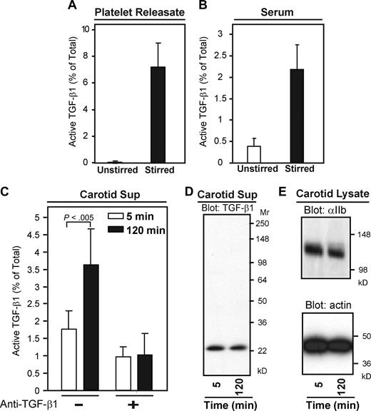 Figure 8. Active TGF-β1 can be extracted from platelet-rich thrombi formed in vivo. (A) Mouse platelet releasate was stirred at 1200 rpm for 2 hours at 37°C and active and total TGF-β1 were measured by ELISA (P < 005; n = 5). (B) Mouse serum was stirred or unstirred for 120 minutes at 37°C and TGF-β1 activity was measured by ELISA (P < .001; n = 19). (C) Thrombosis was induced in the carotid arteries of C57Bl/6 mice by exposure to ferric chloride (8%) for 3 minutes. After thrombi formed (∼ 5 minutes), arterial segments (∼ 4 mm) were excised either 5 or 120 minutes thereafter. Thrombi were removed from the segments and dispersed in buffer (200 μL) on ice for 1 hour, after which the supernatants were collected by centrifugation. Total TGF-β1 was measured by ELISA and both active and total TGF-β1 were measured by the MLEC assay in the absence and presence of a TGF-β1 neutralizing antibody. Active TGF-β1 was detected in both samples, but the percentage of active TGF-β1 in the 120-minute thrombi was greater than in the 5-minute sample (P < .005; n = 6). Error bars represent SD. (D) Immunoblotting with an anti–TGF-β1 antibody confirmed the presence of TGF-β1 in the supernatants of 5- and 120-minute thrombi. The intensities corresponded to the amounts of total TGF-β1 found by ELISA (∼ 5 ng/mL at 5 minutes and ∼ 4 ng/mL at 120 minutes). (E) Immunoblotting of carotid lysate with anti-αIIb and actin antibodies also confirmed the presence of equal numbers of platelets in the thrombi.