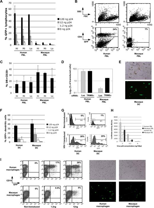 Figure 1. Macaque DCs, in contrast to PBLs and macrophages, are permissive for HIV-1 infection. (A) Human and macaque PBLs were activated using 20, 10, or 1 μg/mL phytohemagglutinin (human) or 10, 5, and 1 μg/mL concanavalin A (macaque), referred to as high (Hi), intermediate (Mi), and low (Lo) activation stimuli, respectively. Cells (0.2 × 106) were then transduced with 10-fold dilutions (ng of p24/100 μL) of HIV-1 lentiviral vector TRIP ΔU3 CMV GFP. The percentage of GFP+ cells was evaluated by flow cytometry 4 days after transduction. Results are the mean of 3 experiments carried out on 3 separate human donors and 5 separate rhesus macaques plus or minus SD. (B) Representative flow cytometric data of transduced human and macaque PBLs (120 ng of p24 TRIP ΔU3 CMV GFP). (C) The activation phenotype of PBLs was monitored before transduction by HLA-DR surface labeling and flow cytometry. (D) Macaque and human PBLs were nucleofected with 3 μg of anti-TRIM5α or anti-Luc siRNA according to the manufacturer's instructions (Amaxa Biosystems, Gaithersburg, MD), and infected after 6 hours with 60 ng p24/300 μL of (VSV-G) NL43 GFP Δenv virus. The percentage of GFP+ cells was evaluated by flow cytometry 4 days after infection. (E) Images show phase contrast and GFP fluorescence of transduced macaque DCs acquired with a standard microscope (Carl Zeiss, Jena, Germany) with a 40× objective (LD Plan-Neofluar 40×/10.6 Corr) without immersion. Images were acquired using a Carl Zeiss AxioCam camera and AxioVision software. (F) Representative flow cytometric data of human and macaque DCs transduced or not with 120 ng of p24 TRIP ΔU3 CMV GFP. (G) Human and macaque DCs (0.2 × 106) were transduced with 10-fold dilutions (ng p24/100 μL) of TRIP ΔU3 CMV GFP. The percentage of GFP+ cells was assessed by flow cytometry 4 days after transduction. Results are the mean plus or minus SD of 3 experiments carried out on 3 separate human donors and 5 separate rhesus macaques. (H) PBLs and DCs were isolated and activated/differentiated from human or Indian rhesus macaque blood. Cells (5 × 105) were infected in 96-well plates with 2, 0.2, or 0 ng of p24 antigen/100 μL of (VSV-G) LAI-Luc pseudotyped virus. Luciferase activity in infected cells was measured 3 dpi by plate luminometer. (I) Human and macaque macrophages (0.6 × 106) were transduced with increasing doses of TRIP ΔU3 CMV GFP vector. At 7 days after transduction, cells were observed by epifluorescence microscopy (Carl Zeiss) for phase contrast and GFP fluorescence using a 10× objective (120 ng/100 μL dose shown). Cells were then gently detached using ethylenediaminetetraacetic acid, and the percentage of CD14+GFP+ cells was assessed by flow cytometry.