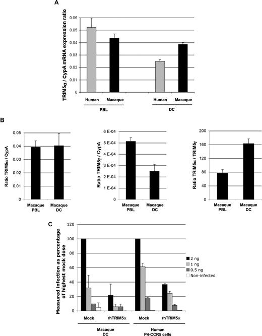 Figure 2. The lack of restriction in macaque DCs is the result of a dysfunctional TRIM5α protein. (A) Quantitative RT-PCR was carried out on human and macaque PBLs and DCs using specific primers to amplify either TRIM5α or CypA mRNA. Results are represented as mean relative expression ratios TRIM5α/CypA mRNA plus or minus SEM. (B) Quantitative RT-PCR was carried out on macaque PBLs and DCs to amplify TRIM5α, TRIM5γ, or CypA mRNA. Results show mean relative ratios for TRIM5α/CypA (left), TRIM5γ/CypA (middle), and TRIM5α/TRIM5γ (right) plus or minus SEM. (C) Rhesus TRIM5α was inserted downstream of the CMV promoter in a TRIP HIV-1–derived vector (TRIP ΔU3 CMV TRIM5α). Macaque DCs or P4-CCR5 indicator cells (Hela-CD4-LTR-LacZ)8 were transduced with TRIP ΔU3 CMV TRIM5α (rhTRIM5α) or with TRIP ΔU3 CMV GFP (mock). After 48 hours, cells were infected either with HIV-1 LAI-Luc, bearing the F-Luc gene downstream of env (DCs) or with HIV-1 NL43 (P4-CCR5). After a further 48 hours, cells were lysed and plate luminescence was used to measure luciferase and β-gal activity in DCs and P4-CCR5 cells, respectively. Results are represented as percentage (± SD) of the highest mock dose.
