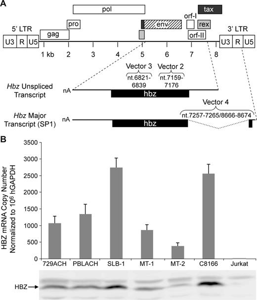 Figure 1. HTLV-1 genome and detection of Hbz mRNA and protein in HTLV-1 cell lines. (A) HTLV-1 proviral genome highlighting the HTLV-1 protein open reading frames (ORFs). Hbz including the unspliced mRNA transcript and ORF and the major spliced transcript (SP1) and ORF are detailed. Black line denotes mRNA and gray line in SP1 denotes multiple transcription start sites.27 The location of the Hbz short hairpin target sequences used in this study (Vector 2-4) relative to positive-strand proviral clone numbering is indicated above the Hbz transcript. (B) Total RNA was isolated from HTLV-1 cell lines and negative control Jurkat T cells and subjected to real-time Taqman RT-PCR to quantify the Hbz major spliced transcript (80%-90% of Hbz-specific mRNA27,32). Copy numbers of Hbz mRNA are normalized to 106 copies of the hGAPDH and the average values from 3 independent experiments are presented; error bars denote SD. Western blot analysis of HBZ protein expression (bottom).