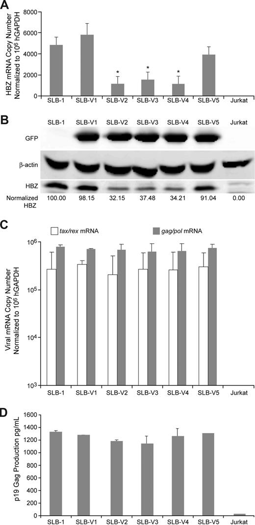Figure 3. Characterization of HTLV-1 gene expression in SLB-1 cells stably infected with shRNA lentiviral vectors. (A) Total RNA was isolated from parental SLB-1, stably transduced SLB-1 (V1-V5), and control Jurkat cells and subjected to real-time RT-PCR to quantify Hbz transcripts. Numbers are normalized to 106 copies of hGAPDH. Cells transduced with Hbz-specific shRNA vectors (V2-V4) have a significant 3- to 3.5-fold decrease in Hbz mRNA levels compared with controls (*). (B) Western blot analysis on total cellular lysates from indicated cells shows a significant 3-fold decrease in HBZ protein expression (normalized HBZ densitometry numbers) in cells transduced with Hbz-specific shRNA vectors (V2-V4). Protein reduction correlates directly to mRNA reduction. (C) Quantitation of tax/rex and gag/pol mRNA expression in total cellular RNA by real-time RT-PCR (normalized to 106 hGAPDH) and (D) p19 Gag expression in culture supernatant by ELISA. The data presented in panels A, C, and D are the average values from 3 independent experiments; error bars denote SD. Statistical significance was determined by analysis of variance (ANOVA) followed by Tukey test.