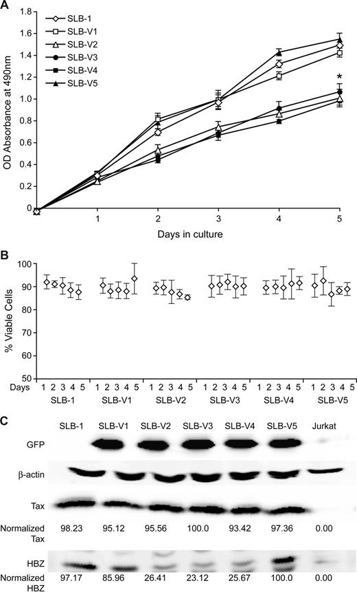 Figure 4. Hbz supports SLB-1 cell proliferation in culture. (A) 103 SLB-1 or stable SLB-1 lentiviral-infected cells (V1-V5) were plated in normal growth medium in 96-well plates and MTS assays were performed on triplicate wells at 24-hour intervals for a total of 5 days. The average absorbance numbers are plotted and error bars denote SD. * denotes the significant difference in proliferation in Hbz-specific shRNA-transduced cells compared with controls. (B) The same cell lines as in panel A were subjected to trypan blue exclusion to assess cell viability. A total of 5 wells per cell line were enumerated per day and presented as average percent of viable cells with error bars denoting SD. (C) Western blot analysis was performed on total cell lysates as indicated. HBZ and Tax levels were quantified and normalized to β-actin control by densitometry. Statistical significance was determined by ANOVA followed by Tukey test.