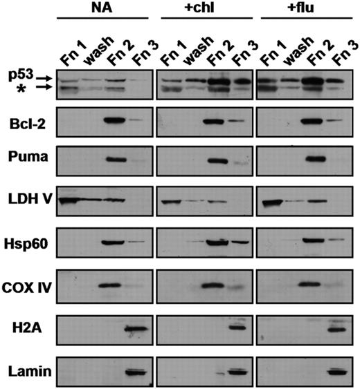 Figure 1. Subcellular distribution of p53 in CLL cells. Cells from patient 21 were incubated in the presence of 100 μM ZVAD with no further additions (NA), 50 μM chlorambucil (chl) or 10 μM fludarabine (flu). Following 18-hour incubation, cells were fractionated by DDF as described in “Methods,” except that the pellet remaining following extraction with DDF buffer 1 was washed once with buffer 1 prior to extraction with buffer 2. The resulting fractions (Fn1, wash, Fn2 and Fn3) were analyzed by Western blotting. To allow direct visual assessment of p53 distribution, a volume of each fraction equivalent to 20 × 106 cells was loaded on each lane. This resulted in the loading of 50 μg Fn1, 2 μg wash fraction, 20 μg Fn2 and 18 μg Fn3. LDH V, lactate dehydrogenase V; Hsp60, heat shock protein 60; COX IV, cytochrome oxidase IV; H2A, histone 2A. The p53 antibody detected a major band of 53 kDa and a minor band of 48 kDa, indicated by the asterisk. This band may correspond to the alternatively spliced form, p53β, described by Bourdon et al.40 In this and all figures, lanes that were contiguous on autoradiograms are boxed together.