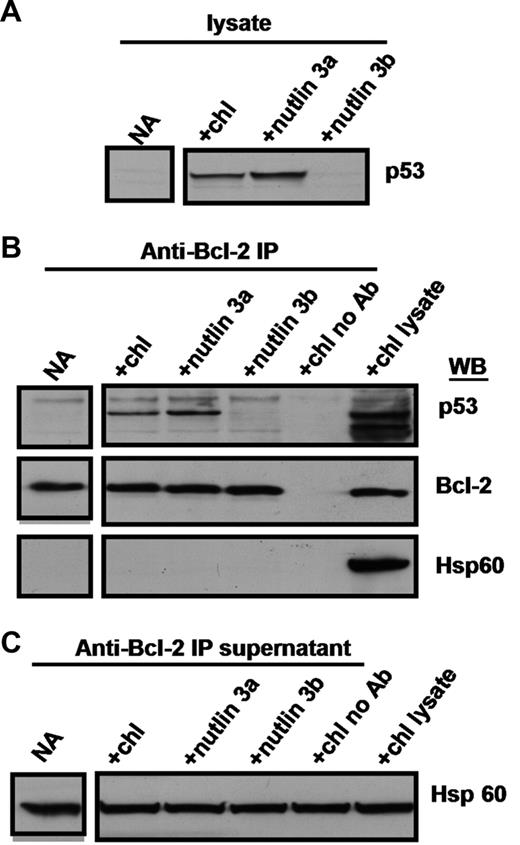 Figure 2. Coimmunoprecipitation of p53 and Bcl-2. Cells from patient 19 were incubated for 18 hours with no addition, 50 μM chlorambucil, 10 μM nutlin 3a or 10 μM nutlin 3b. CHAPS lysates were prepared and analyzed directly (A), or following immunoprecipitation with anti-Bcl-2 antibodies (B). Immunoprecipitation supernatants were analyzed for Hsp60 to document equal inputs (C).