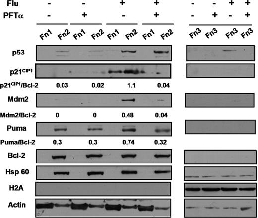 Figure 4. Effect of PFTα on fludarabine-induced transcription of p21CIP1 and Puma. Cells from patient 4 were incubated in the presence of 100 μM ZVAD. Fludarabine (10 μM) and/or 25 μM PFTα were added as indicated. Cells were fractionated by DDF and analyzed by Western blotting. The nuclear fractions (Fn 3) were run on a separate gel from fractions 1 and 2.
