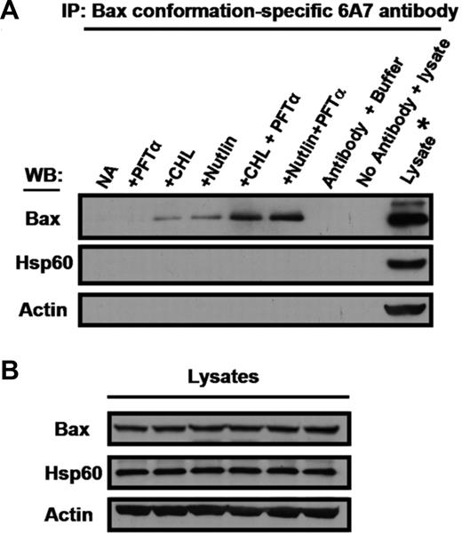 Figure 6. Effect of PFTα on Bax conformation change induced by p53-elevating agents. Cells from patient 26 were incubated in the presence of ZVAD. Chlorambucil, nutlin and PFTα were added as indicated. Following 18-hour incubation, cells were lysed in CHAPS buffer. (A) Lysates were analyzed by immunoprecipitation with conformation-specific Bax 6A7 antibody. Unprecipitated lysate from cells incubated with nutlin + PFTα was loaded on the right hand lane to define the migration positions of Bax, Hsp60 and actin. The nutlin + PFTα lysate was also used to generate the negative control in which the 6A7 antibody was omitted from the immunoprecipitation reaction (penultimate lane). (B) Aliquots of the lysates were analyzed directly by Western blotting to document equal inputs into the corresponding immunoprecipitation reactions shown in panel A. Similar results were obtained using cells from 2 additional patients (patients 8 and 9).
