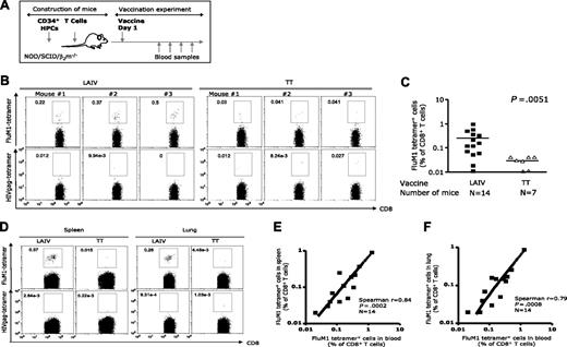 Figure 1. The expansion FluM1-specific CD8+ T cells in LAIV-vaccinated humanized mice. (A) LAIV vaccine was given intraperitoneally/intravenously; TT vaccine was used as the control. (B) At day 12 after vaccination, the frequency of CD8+ T cells binding FluM1-tetramer and HIVgag-tetramer in the blood was analyzed by flow cytometry. Analysis gates are set for high intensity tetramer staining. Representative data from an experiment with 3 mice vaccinated with LAIV or TT. (C) The frequency of FluM1-specific CD8+ T cells in the blood at day 12 after vaccination from 4 experiments with 4 different donors. Two-tailed nonparametric Mann-Whitney test. (D) The frequency of CD8+ T cells binding FluM1-tetramer and HIVgag-tetramer in the spleen and lungs at day 14 after vaccination. (E) The frequency of FluM1-tetramer+ CD8+ T cells in the blood correlates with their frequency in the spleen (Spearman correlation, P < .001) and (F) in the lung (Spearman correlation, P < .001).