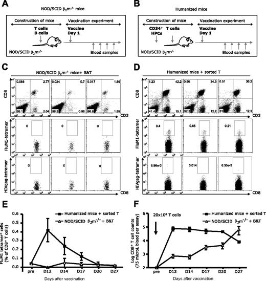 Figure 3. Cross-presentation of FluM1 in humanized mice. Experimental protocols: (A) NOD/SCID β2m−/− mice were reconstituted with 20 × 106 sorted T cells and with 10 × 106 sorted B cells (purity > 99%) and vaccinated with TIV intraperitoneally/intravenously. (B) NOD/SCID β2m−/− mice were transplanted with CD34+ HPCs and reconstituted with 20 × 106 autologous sorted total T cells (purity > 99%) before vaccination. TIV was given intraperitoneally/intravenously. (C,D) The frequency of FluM1-specific CD8+ T cells in NOD/SCID β2m−/− mice (C) or (D) in humanized mice at day 12 after vaccination. (E) The frequency of FluM1-specific CD8+ T cells (mean ± SEM, n = 3 for each cohort at each time point) at different time points after vaccination. (F) The numbers of total human CD8+ T cells (mean ± SEM, n = 3 for each cohort at each time point) measured in the same volume of blood at different time points after vaccination.
