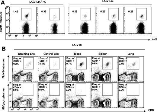 Figure 5. Intranasal vaccination with LAIV permits expansion of FluM1-specific CD8+ T cells. (A) Blood of mice vaccinated with LAIV intraperitoneally/intravenously (i.v./i.p.) as in Figure 1 or intranasally (i.n.). Frequency of CD8+ T cells binding FluM1 tetramer at day 12 after vaccination. (B) Flu-M1 specific CD8+ T cells in draining and control lymph node (LN) suspension pooled from 3 mice; blood, spleen, and lung from representative mouse.