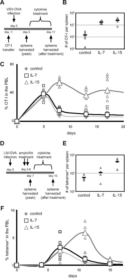 Figure 1. IL-7 and IL-15 complexes augment CD8+ T-cell accumulation during contraction. (A) OT-I CD8+ T cells (105) were adoptively transferred into B6 mice followed by infection with VSV-OVA. On days 5 through 17 of infection, mice were treated every 48 hours with IL-7 complexes, IL-15 complexes, or vehicle alone as a control. Antigen-specific donor CD8+ T cells in the spleens and PBLs were identified by CD45.1 expression and assessed at indicated time points. (B) Triangles represent OT-I CD8+ T cells per spleen at day 17. Bar represents the mean. (C) The percentage of donor OT-I cells present among PBLs is shown. Small symbols represent individual mice; larger symbols connected with a line represent the mean. (D) The endogenous response to LM-OVA was assessed with Kb OVAp-bound tetramers. Mice were treated with cytokine complexes from day 7 through day 15 after infection. (E) Triangles represent the number of OVAp-specific CD8+ T cells per spleen on day 15 as indicated by tetramer staining. Bar represents the mean. (F) The percentage of tetramer+ CD8+ T cells present among PBLs is shown. Small symbols represent individual mice; larger symbols connected with a line represent the mean. All data are representative of at least 2 independent experiments.