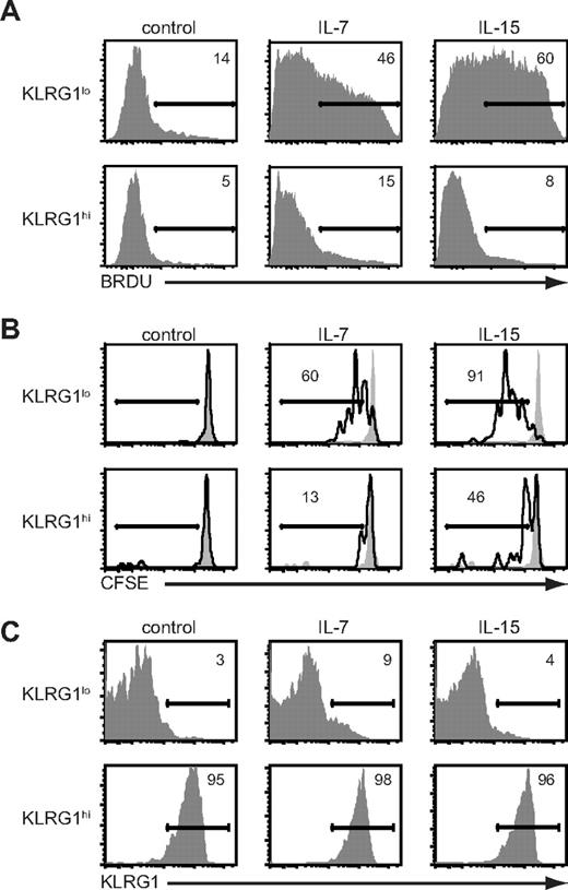 Figure 4. Antigen-specific KLRG1hiCD8+ T cells are resistant to cytokine-mediated proliferation in vivo. (A) Mice were infected with VSV-OVA and treated with cytokine complexes as outlined in Figure 1A. Mice were pulsed with BrdU from days 9 to 12 of infection. On day 12, BrdU incorporation in either KLRG1lo or KLRG1hi donor CD8+ splenocytes was determined by flow cytometry. (B) OT-I T cells (105) were adoptively transferred into B6 followed by infection with LM-OVA. On day 10 of infection, spleens were harvested and KLRG1lo and KLRG1hi donor OT-I CD8+ T cells were isolated by cell sorting, labeled with CFSE, and transferred into secondary B6 recipients. Mice were then treated for 6 days with cytokine complexes or vehicle control, and CFSE dilution among donor splenocytes assessed by flow cytometry. (C) Same as in panel B, except that cells were not labeled with CFSE. All data are representative of 2 independent experiments.
