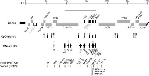 Figure 1. Overview of the human α-globin (HBA) locus (16p13.3). Genes of the α-locus are shown in black and other genes are in gray. Pseudogenes are in white. Genes shown above the line are transcribed toward the centromere and those below the line are transcribed toward the telomere (black oval). The gray bar above indicates the domain of erythroid-specific histone hyperacetylation.4 Below are indicated CpG islands (black bars), and previously documented erythroid-specific (black arrows) and ubiquitous (gray arrows) DNaseI hypersensitive sites. * indicates HS analyzed in this study. At bottom is shown the position of real-time PCR amplicons used to analyze quantitative ChIP experiments (gray bars). The probes spanning the duplicated adult stage-specific HBA genes (boxed) do not distinguish the HBA2 and HBA1 genes.