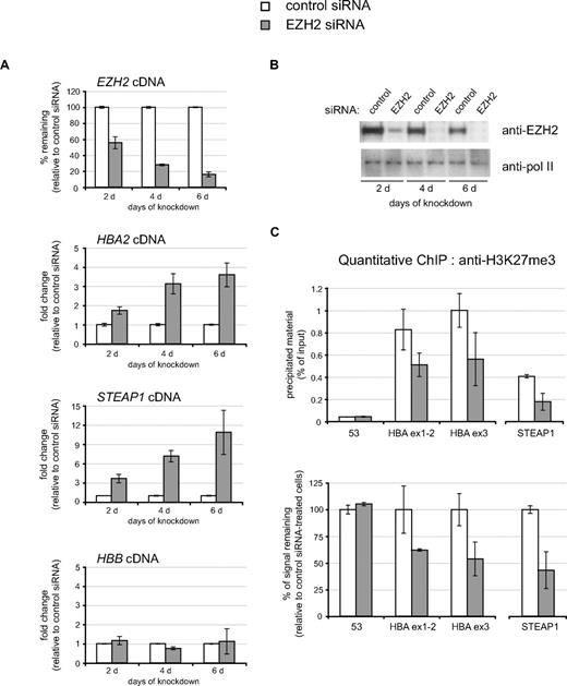 Figure 3. Induction of HBA expression after siRNA-mediated depletion of EZH2 in nonerythroid cells. HeLa cells were transfected with either control siRNA or EZH2-specific siRNA and were harvested every 2 days over a 6-day time course as shown. (A) Real time RT-PCR analysis of EZH2, HBA2, STEAP1, and HBB expression. Results are shown as either the percentage of EZH2 signal remaining (top panel) or the fold change (bottom panels) in the EZH2 siRNA-treated population relative to the control siRNA–treated population after normalizing for glyceraldehyde-3-phosphate dehydrogenase (GAPDH) signal. (B) Protein extracts from a representative time course analyzed by Western blot using antibodies against EZH2 (top panel) or RNA polymerase II as loading control (bottom panel). (C) Chromatin was harvested after 6 days with the indicated siRNA and was analyzed by quantitative ChIP using an antibody against H3K27me3. Material was analyzed by real-time PCR at amplicons 53 (background enrichment only), HBA ex1-2 and HBA ex3 from the α-globin genes (see Figure 1) and the CpG-island of the STEAP1 gene. Data are presented as either raw enrichment (the percentage of input material precipitated at each amplicon; top panel) or the percentage of signal remaining in the EZH2 siRNA-treated cells relative to control siRNA–treated cells (bottom panel). Data in panels A and C show the mean values obtained from replicate time courses with error bars indicating the range of values.