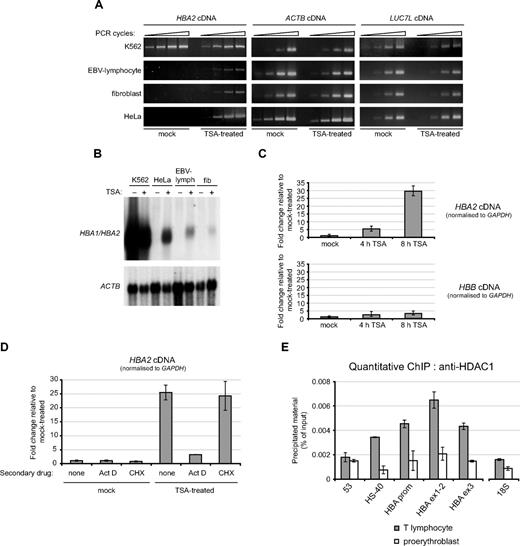 Figure 4. The HBA genes are repressed by histone deacetylases in nonerythroid cells. (A) Semiquantitative RT-PCR analysis of HBA2, ACTB, and LUC7L cDNA in the cell lines indicated that were either mock-treated, or treated with 0.2 μmol/L TSA for 24 hours. (B) Northern blot analysis of RNA from the cell lines indicated that were either mock-treated (−) or treated with 0.2 μmol/L TSA for 24 hours (+). The membrane was hybridized first to a probe which recognizes transcripts from both HBA1 and HBA2 genes (top panel) and subsequently to an ACTB cDNA probe as loading control (bottom panel). (C) Real-time RT-PCR analysis of HBA2 and HBB cDNA in EBV-lymphocytes that were either mock-treated or treated with 0.2 μmol/L TSA for 4 or 8 hours. Results are shown as fold change relative to mock-treated cells, after normalizing for GAPDH signal. (D) Real time RT-PCR analysis of HBA2 cDNA in EBV-lymphocyte cultures that were either mock-treated or treated with 0.2 μmol/L TSA for 8 hours, in the presence of either no secondary drug or actinomycin D or cycloheximide as indicated. Results are shown as fold change relative to mock-treated cells (with no secondary drug), after normalizing for GAPDH signal. Shown is the mean of replicate experiments, with error bars indicating the range. For each experiment, PCR was performed in triplicate. (E) ChIP experiments were carried out on primary T lymphocytes or proerythroblasts using an antibody against HDAC1, and material was analyzed at the amplicons indicated surrounding the α-globin locus (shown in Figure 1) or a control amplicon within the 18S rRNA gene. Shown are the mean values obtained from replicate experiments with error bars indicating the range.