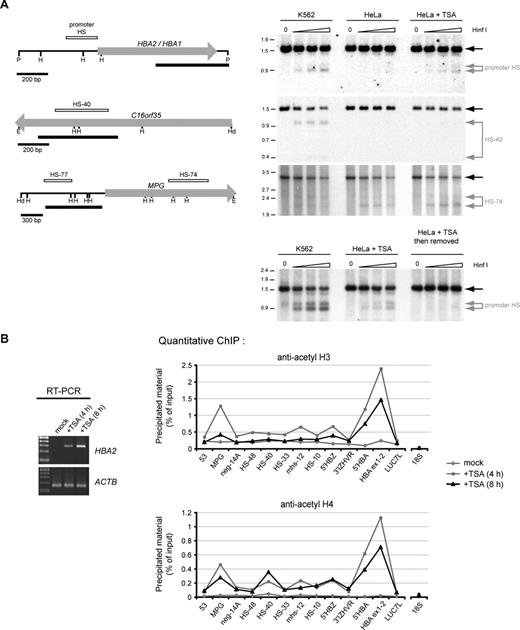Figure 5. Chromatin changes at the HBA genes in response to HDAC-inhibition. (A) Restriction enzyme accessibility assays performed on nuclei from K562 cells, mock-treated HeLa cells, or HeLa cells treated with 0.2 μmol/L TSA for 8 hours. Nuclei were exposed to no enzyme (0) or increasing concentrations of HinfI. Shown are Southern blots to detect hypersensitive sites at the α-globin promoters, HS-40 and HS-74, as indicated. The limit digested bands are indicated by black arrows, and bands resulting from digestion by HinfI within HSs are indicated by gray arrows. The limit digested fragments analyzed on each membrane are shown at left (H, HinfI; P, PstI; E, EcoRI; Hd, HindIII). The previously mapped extent of the known hypersensitive sites (open bars) and the probes used (black bars) are indicated. Genes are shown as block arrows. In the bottom panel, the HBA promoter HS was analyzed in nuclei from K562 cells, HeLa cells after treatment with TSA, or HeLa cells which were treated with TSA and then cultured for a further 24 hours in the absence of TSA. (B) Left panel: RT-PCR analysis of HBA2 cDNA (31 cycles) and ACTB cDNA (26 cycles) in an EBV-lymphoblastoid culture which was either mock-treated, or treated with 0.2 μmol/L TSA for 4 or 8 hours. Right panels: ChIP experiments carried out on the EBV-lymphoblastoid cells analyzed by RT-PCR, using antibodies against either acetylated histone H3 or histone H4. Immunoprecipitated material was analyzed by real-time PCR at the amplicons indicated surrounding the α-globin locus (shown in Figure 1) or a control amplicon within the 18S rRNA gene. Data indicate the percentage of input material precipitated at each amplicon.