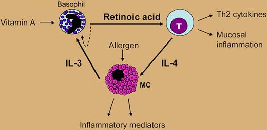 The “vitamin hypothesis.” Local production of RA by basophils at sites of allergic inflammation could enhance Th2 gene-expression programs as well as the phenotype and functions of T cells, B cells, and mast cells, supporting the concept that RA acts as a mediator of mucosal allergy.