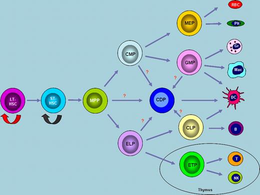 The paradigm of hematopoiesis. During hematopoiesis, long-term hematopoietic stem cells (LT-HSCs) differentiate into short-term hematopoietic stem cells (ST-HSCs) and subsequently into multipotent progenitors (MPPs). LT-HSCs have unlimited abilities to self-renew, while ST-HSCs have limited self-renewal capacity. MPPs differentiate into CMPs and ELPs. Erythroid and myeloid lineage cells are differentiated from CMPs, whereas cells of the lymphoid lineage are derived from ELPs. Dendritic cells are developed from recently identified CDPs. Although this model represents the most widely accepted view, alternative theories exist regarding the commitment of lineage-restricted progenitors. Abbreviations: MEP, megakaryocyte erythrocyte progenitor; GMP, granulocyte monocyte progenitor; CLP, common lymphoid progenitor; ETP, early thymic progenitor; RBC, red blood cell; Plt, platelet; Gr, granulocyte; Mac, macrophage; DC, dendritic cell; B, B cell; T, T cell; NK, natural killer cell.