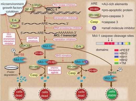 Schema to show transcription, translation, and posttranslation modifications that lead to production and maintenance of Mcl-1 proteins in normal and/or malignant B cells and therapeutic strategies (shown in red rectangles and red text) to interfere with these processes. Signals from microenvironment, growth factors, and cytokines are shown in black dashed lines as they result in increased expression of transcription factors and survival factors in CLL cells. Small molecule agents that interfere with microenvironment and CLL cell interactions reduce survival signals. Myc-driven transcription could be inhibited by Pim kinase inhibitors. The adenylate/uridylate-rich elements in the 3' untranslated region of Mcl-1 transcripts target them for rapid degradation. Global transcription inhibitors, such as flavopiridol or polyadenylation inhibitors, work to reduce Mcl-1 transcripts due to their fast turnover. Pharmacologic agents that shut down protein synthesis result in lower Mcl-1 protein levels due to the short half-life of this protein. Phosphorylation of Mcl-1 on Ser159 by activated GSK3β (unphosphorylated form) results in faster degradation of Mcl-1 through proteasomal pathway. However, GSK3β could be phosphorylated and inactivated by Akt. Hence, Akt inhibition is a therapeutic strategy. Mcl-1 sequesters proapoptotic proteins, and the latter could be released by use of BH3 mimetics, leading to cell death and Mcl-1 degradation. Similarly, chemotherapeutic agents activate caspases that could cleave Mcl-1. Mcl-1 is phosphorylated on Ser64 by Erk, resulting in stabilization of Mcl-1 protein and cell survival. Inset shows the structure of Mcl-1 protein with BH1, 2, and 3 domains, transmembrane domain, and PEST sequences where caspase cleavage sites are located. Some of these pathways are recognized only in normal B cells and are of unknown relevance in CLL B lymphocytes.
