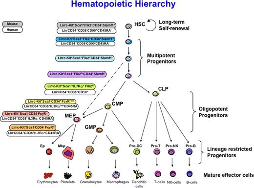 Figure 1. Schematic of hematopoietic development indicating intermediates in the hierarchy of hematopoietic differentiation. Surface markers used for isolation are indicated at left for human (top) and mouse (bottom) for each stem and progenitor cell. HSC indicates long-term reconstituting, self-renewing; MPP, multipotent progenitors with limited self-renewal leading to transient but multilineage reconstitution; CMP, common myeloid progenitor; CLP, common lymphoid progenitor; BLP, B lymphocyte protenitor; ProT, T-cell progenitor; GMP, granulocyte/macrophage progenitor; MEP, megakaryocyte/erythroid progenitor; MkP, megakaryocyte progenitor; EP, erythroid progenitor. Adapted from Figure 1 in Bryder D, Rossi DJ, Weissman IL. Hematopoietic stem cells: The paradigmatic tissue specific stem cell. Am J Pathol. 2006;169:338-346, with permission from the American Society for Investigative Pathology.