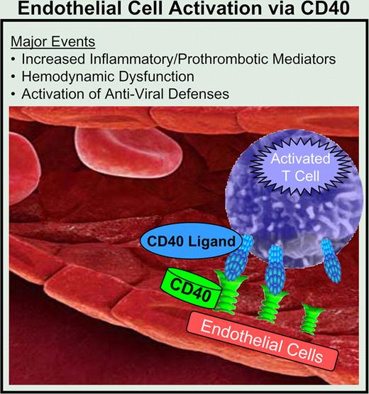Interaction of activated T cells and endothelial cells via the CD40. CD40L pathway leads to endothelial cell activation. In addition to the known proinflammatory mediators induced by this pathway, many potential new targets were also identified. Also discovered were mediators of hemodynamic dysfunction and coordinated enhancement of innate antiviral defenses.