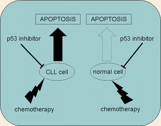 The combination of chemotherapy with p53 inhibitors enhanced CLL-cell apoptosis. In contrast, normal T cells were resistant to this combination of agents.