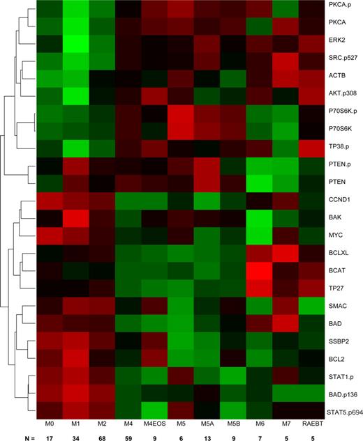 Figure 2. Hierarchical clustering of antibodies (AB) differentially expressed among FAB groups. The heatmap graphically represents the 24 AB whose expression levels were significantly different between the FAB subgroups. The number of patients in each group is shown along the bottom of the figure. Protein levels were normalized such that the expression level of M1 was set to 0 and the expression of all other proteins is shown as fold change from this baseline. Each protein was standardized so that each protein has mean 0 and SD 1 across the categories. Expression is scaled so that green represents low expression and red represents high expression.