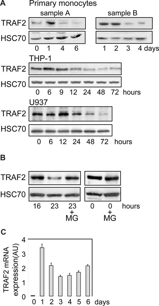 Figure 1. TRAF2 expression decreases along differentiation into macrophages. (A) Immunoblot analysis of TRAF2 expression in peripheral blood monocytes exposed to 100 ng/mL M-CSF and in THP-1 and U937 cells exposed to 20 nM TPA for the indicated times (sample A and sample B represent 2 independent experiments). HSC70 indicates loading control. (B) Immunoblot analysis of TRAF2 expression in THP-1 cells exposed for the indicated times to 20 nM TPA. In indicated samples (+MG), 30 μM MG132 was added 7 hours before preparing extracts and immunoblot analysis, ie, 16 hours after initiation of the differentiation by TPA. HSC70 indicates loading control. (C) Real-time PCR analysis of mRNA expression of TRAF2 in peripheral blood monocytes exposed to 100 ng/mL M-CSF (mean ± SD of independent triplicates). AU indicates arbitrary units.