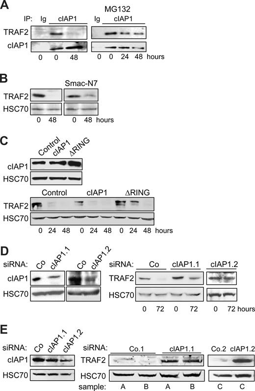 Figure 2. cIAP1 is responsible for differentiation-associated TRAF2 depletion. (A) Coimmunoprecipitation of cIAP1 and TRAF2 in U937 cells exposed for the indicated times to 20 nM TPA. (Right panel) MG132 was added during the last 7 hours of exposure to TPA (IP with an anti-cIAP1 antibody; immunoblot with anti-TRAF2 and anti-cIAP1 antibodies; Ig indicates irrelevant immunoglobulin). (B) U937 cells were left untreated or treated with 20 nM TPA for 48 hours in the absence or presence of 50 μM Smac-N7 peptide before immunoblot analysis of TRAF2. (C) U937 cells were transduced with murine stem cell virus–based retroviral vector, either empty (Control) or encoding cIAP1 or ΔRING (a cIAP1 construct deleted of the C-terminal E3-ubiquitin ligase domain), and cIAP1 expression was checked by immunoblotting (top panel) before inducing cell differentiation by exposure to 20 nM TPA for the indicated times and analyzing TRAF2 expression by immunoblot (bottom panel). (D) THP-1 cells were transfected with either negative-control (Co) or 2 cIAP1 targeting siRNA sequences (1 and 2), 48 hours before exposing the cells to 20 nM TPA. (Left panel) Immunoblot analysis of cIAP1, 48 hours after siRNA treatment. (Right panel) Immunoblot analysis of TRAF2 at indicated times after TPA exposure (20 nM). (E) Macrophages were obtained by exposure of human blood monocytes for 6 days to M-CSF (100 ng/mL) and then transfected with either negative-control (Co) or cIAP1 targeting siRNAs (1 and 2). cIAP1 (left panel) and TRAF2 (right panel) expression was studied by immunoblotting, 48 hours after siRNA transfection in independent samples (A-C). (B-E) HSC70 used as loading control.