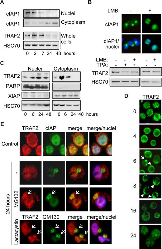 Figure 3. TRAF2 is degraded in the cytoplasm. (A) Immunoblot analysis of cIAP1 in nucleus and cytoplasm-enriched fractions and TRAF2 in whole-cell extracts from THP-1 cells undergoing differentiation on TPA exposure (20 nM for the indicated times). HSC70 indicates loading control. (B) THP-1 cells were induced to differentiate into macrophages by exposure to 20 nM TPA for 24 hours, in the absence or presence of 100 nM leptomycin B (LMB) before analyzing cIAP1 localization by fluorescence microscopy (top panel, c-IAP1 in green). Nuclei were stained using Hoechst blue. (Bottom panel) Immunoblot analysis of TRAF2 expression. HSC70 indicates loading control. (C) Immunoblot analysis of TRAF2 in nucleus and cytoplasm-enriched fractions from TPA-treated THP-1 cells (20 nM for the indicated times). Poly(ADP-ribose) polymerase was used as a nucleus fraction marker and X-linked inhibitor of apoptosis protein as a cytoplasm fraction marker. HSC70 indicates loading control. (D) Fluorescence microscopic analysis of TRAF2 expression (green) in THP-1 cells exposed for the indicated times to 20 nM TPA (original magnification ×400). (E) Confocal fluorescence microscopic analysis of TRAF2 (red) and cIAP1 (green) or TRAF2 (red) and GM130 (green) expression in undifferentiated (Control) and TPA-differentiated (24 hours) THP-1 cells, in the absence or presence of 30 μM MG132 or 10 μM lactacystin added for the 7 or 4 last hours of treatment, respectively. Nuclei were stained using Hoechst blue (original magnification ×500).