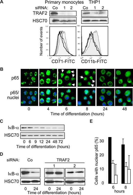 Figure 4. TRAF2 is required for macrophage differentiation. (A,B,D,E) THP-1 cells or human monocytes were transfected with either negative-control (Co) or TRAF2 targeting siRNAs (sequences 1 and 2), 48 hours before exposing the cells to differentiating agents (20 nM TPA for THP-1 and 100 ng/mL M-CSF for human monocytes). (A) (Top panel) Immunoblot analysis of TRAF2, 48 hours after siRNA treatment. (Bottom panel) Flow cytometry analysis of CD11b or CD71 membrane expression, 48 hours after addition of differentiation inducers. Gray histogram represents negative control siRNA; white histograms, TRAF2-targeting siRNA sequence 1 (black line) and 2 (gray line). One representative of 3 experiments is shown. (B) Fluorescence microscopy analysis of NF-κB p65 subunit (green) in THP-1 cells exposed for the indicated times to 20 nM TPA (original magnification ×400). Nuclei were stained using Hoechst (blue). (C) Immunoblot analysis of Iκ-Bα in THP-1 cells exposed for the indicated times to 20 nM TPA. (D) Immunoblot analysis of Iκ-Bα in THP-1 cells exposed for the indicated times to 20 nM TPA, 48 hours after transfection with indicated siRNAs. (E) Percentage of cells with nuclear p65 quantified by immunofluorescence in THP-1 cells exposed for the indicated times to 20 nM TPA, 48 hours after treatment with scramble (black) or TRAF2-specific (gray represents sequence 1; white, sequence 2) siRNAs. Data are mean plus or minus SD of 3 independent experiments.