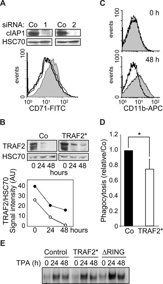Figure 5. TRAF2 degradation is required for macrophage differentiation. (A) (Top panel) Immunoblot analysis of c-IAP1 expression in human monocytes transfected 48 hours before with control (Co) or cIAP1-specific (1 and 2) siRNAs. (Bottom panel) Flow cytometry analysis of CD71 expression at the surface of human monocytes transfected with control (gray area) or cIAP1 targeting siRNA sequences 1 (black line) and 2 (dark gray line) and exposed 48 hours later to 100 ng/mL M-CSF for 48 hours. (B-E) THP-1 cells were transduced with an empty retroviral vector (Co) or a vector encoding a proteasome-resistant TRAF2 mutant (TRAF2*) or a vector encoding a cIAP1ΔRING mutant (ΔRING), then induced to differentiate into macrophages by exposure to 20 nM TPA for the indicated times. (B) Immunoblot analysis of TRAF2 expression in transduced cells exposed for the indicated times to 20 nM TPA. HSC70 indicates loading control. (Bottom panel) TRAF2/HSC70 ratio of signal intensities quantified by densitometry (○ indicates control vector; and ●, TRAF2*). (C) Transduced cells were left untreated (top panel) or exposed to 20 nM TPA for 48 hours (bottom panel) before flow cytometry analysis of CD11b membrane expression. Gray area represents control vector; black lines, TRAF2*-transfected cells. (D) Engulfment activity of labeled bacteria E coli was measured in transduced cells exposed for 48 hours to 20 nM TPA. Results were normalized to control cells (mean ± SD of 3 independent experiments). *Statistically significant differences (P < .05, Student test). (E) NF-kB DNA-binding activity was assessed by EMSA in THP-1-transduced cells exposed for the indicated times (hours) to 20 nM TPA. A representative experiment is shown.