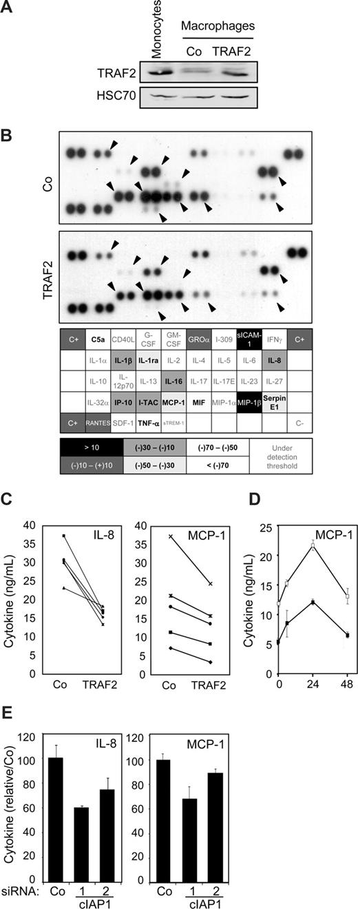 Figure 6. Influence of TRAF2 on CD40-mediated cytokine secretion in macrophages. Macrophages were obtained by exposure of human blood monocytes for 6 days to M-CSF (100 ng/mL) and then transfected with an empty vector (Co) or a TRAF2-expressing vector (TRAF2). Twenty-four hours after transfection, macrophages were treated with 500 ng/mL CD40L. (A) Immunoblot analysis of TRAF2 expression, 24 hours after transfection. Peripheral blood monocytes were used as a control. (B) (Top panel) Cytokines were detected in the culture supernatant of control (Co) and TRAF2-transfected cells treated with CD40L for 24 hours using an antibody array. (Bottom panel) Spots were quantified by densitometry analysis and reported to internal control (C+). The ratio between cytokine quantities detected in control and TRAF2-transfected macrophage supernatants was quantified. (C-E) ELISA quantification of IL-8 and MCP-1 secretion in (C) control (Co) and TRAF2-transfected cells (TRAF2) treated with CD40L for 24 hours (each line indicates an independent sample) or (D) control (□) and TRAF2-transfected cells (■) treated with CD40L for the indicated times (hours). Results are the mean plus or minus SD of 3 measurements in one sample. (E) Control (Co) and cIAP1 siRNA-transfected cells (2 sequences 1 and 2) treated with CD40L for 24 hours (mean ± SD of 3 independent samples normalized to the control).