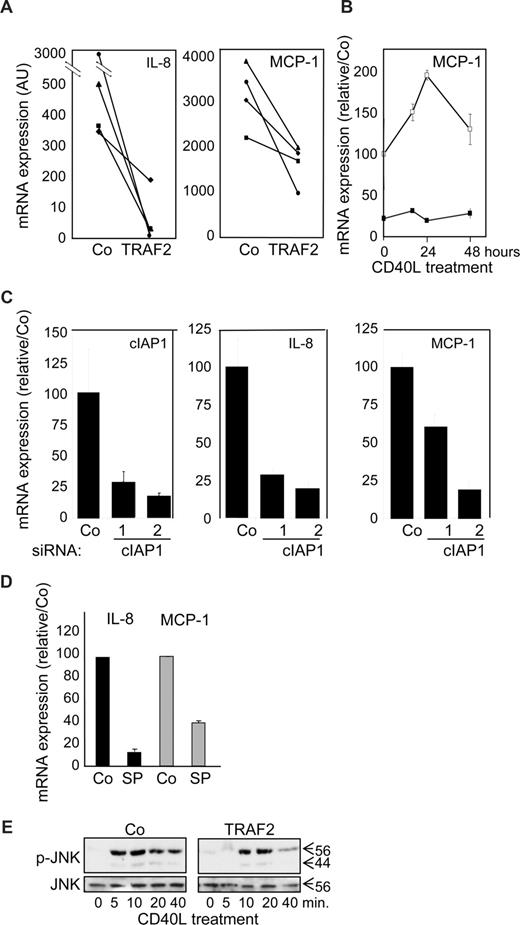Figure 7. Influence of TRAF2 on CD40-mediated cytokine mRNA expression in macrophages. Macrophages were obtained by exposure of human blood monocytes for 6 days to M-CSF (100 ng/mL) and then transfected with an empty vector (Co) or a TRAF2-expressing vector (TRAF2) or cIAP1 siRNA sequence 1 and 2 and treated with CD40L 24 hours later. (A-D) Real-time PCR analyses of mRNA expression of MCP-1 and IL-8 (A) in Co and TRAF2-transfected macrophages treated for 24 hours with 500 ng/mL CD40L (each line represent an independent sample). (B) Control (open symbols) and TRAF2-transfected (closed symbols) macrophages treated for the indicated times with 500 ng/mL CD40L. (C) Control and c-IAP1 targeting siRNAs macrophages treated for 24 hours with 500 ng/mL CD40L (mean ± SD of 3 independent experiments normalized to controls). (D) Macrophages treated by 500 ng/mL CD40L for 24 hours in the absence (Co) or presence of 10 μM SP600123 (SP) (mean ± SD of 3 independent experiments normalized to controls). (E) Immunoblot analysis of JNK and phosphorylated JNK (p-JNK) in control (Co) and TRAF2-overexpressing macrophages exposed to CD40L for the indicated times. One representative of 3 independent experiments is shown.