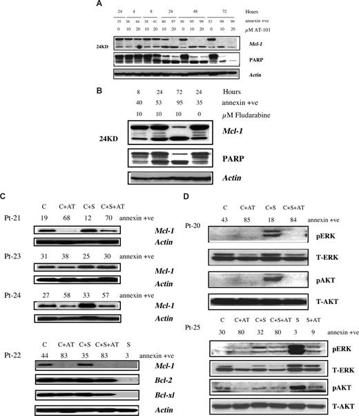 Figure 2. Effect of AT-101 and fludarabine on survival proteins in CLL cells in suspension culture or on stromal coculture. (A) Effect of AT-101 on Mcl-1 and PARP cleavage in CLL cells (patient 30) growing in suspension culture. CLL lymphocytes were incubated without or with 10 and 20 μM AT-101 for different time periods and the cleaved and uncleaved Mcl-1 and PARP were measured by immunoblotting. Annexin positivity for each sample is given above the immunoblots. (B) Effect of fludarabine on Mcl-1 and PARP cleavage in CLL cells (patient 30) growing in suspension culture. CLL lymphocytes were incubated without or with 10 μM fludarabine for 8, 24, and 72 hours and cleaved and uncleaved Mcl-1 and PARP were measured by immunoblotting. The annexin positivity for each sample is given above the immunoblots. (C) Antiapoptotic protein expression in CLL cells and influence of stromal microenvironment. CLL lymphocytes from patients were either cultured in suspension (C), in suspension with 20 μM AT-101 (C + AT), or with stromal cells in the absence (C + S) or presence of AT-101 (C + S + AT) for 24 hours. Antiapoptotic protein expression (Mcl-1; Bcl-2; Bcl-xl) was analyzed by immunoblotting. Actin was used as a loading control. S denotes stroma alone. Sample numbers are patient identification (Pt) numbers; see Table S1. (D) Effect of stroma and AT-101 on expression level of ERK and AKT proteins in CLL and stromal cells. CLL lymphocytes from patients were either cultured in suspension (C), in suspension with 20 μM AT-101 (C + AT), or with stromal cells in the absence (C + S) or presence of AT-101 (C + S + AT) for 24 hours. Stroma cells were cultured alone (S) or with AT-101 (S + AT) for 24 hours. pERK and pAKT were measured by immunoblotting, and the T-AKT and T-ERK were used for equal loading. Sample numbers are patient identification (Pt) numbers.
