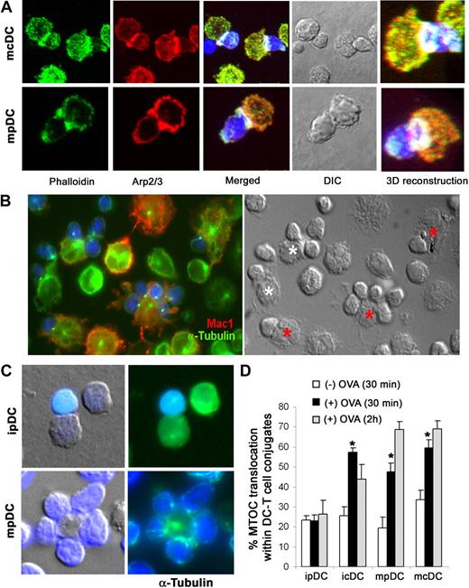 Figure 2. pSMAC formation and MTOC reorientation in pDC–T-cell conjugates. (A) pSMACs formed between OVA peptide–loaded mature pDCs (mpDC) and cDCs (mcDC) and blue-labeled OT-II CD4+ T cells. Plates show the maximal projection of confocal images from pDC and cDC ISs stained with phalloidin (green) and Arp2/3 (red), the differential interference contrast image, and a high magnification 3-dimensional reconstruction of the pSMAC. For Figures 2A, 3C, 5A, 6D, and S3A-C, a Leica TCS-SP5 confocal laser scanning unit attached to a Leica DMI6000 inverted epifluorescence microscope, with a HCX PL APO 63×/1.40-0.6 NA oil was used. Images were acquired with Leica confocal software, and figures were composed with Adobe Photoshop CS. (B) Matured Flt3-L–derived cells (mpDCs and mcDCs) were loaded with OVA peptide and conjugated with blue-labeled OT-II CD4+ T cells and double-stained for CD11b (red) and α-tubulin (green). cDCs and pDCs are indicated by red and white asterisks, respectively. For Figures 2B, 2C, and 3A, fixed cells were mounted on ProLong Gold (Invitrogen) and observed at 22°C on a Leica DMR photomicroscope (Leica, Wetzlar, Germany) with a HCX PL APO 63×/1.32-0.6 NA oil objective, coupled to a COHU 4912-5010 Camera (COHU, San Diego, CA). The acquisition software was Leica QFISH, version 2.1, and images were processed with Adobe Photoshop CS. (C) Immature and mature pDCs were conjugated with blue-labeled OT-II CD4+ T cells and stained for α-tubulin (green). (D) Estimation of MTOC translocation on conjugates formed between immature or mature pDCs or cDCs and OT-II CD4+ T cells either in the absence or presence of OVA peptide. Results are presented as the percentage of conjugates in which the MTOC was translocated to the IS. Data are arithmetic mean plus or minus SEM of 5 experiments. *P < .05 compared with the absence of antigen (Kruskal-Wallis test).