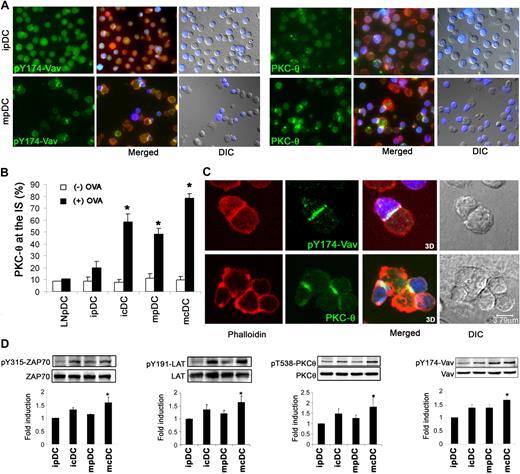 Figure 3. Signaling at the contact zone between plasmacytoid DCs and T lymphocytes. (A) PKC-θ and pY174Vav are relocated to the IS between mature pDCs and T lymphocytes. OVA peptide–loaded immature and mature pDCs were conjugated with blue-labeled OT-II CD4+ T cells and double-stained for pY174-Vav or PKC-θ (green) and phalloidin (red). (B) The chart shows quantification of PKC-θ localization at the IS of immature or mature Flt3-L–derived cDCs and pDCs as well as pDCs isolated from lymph nodes (LNpDC), in either the absence or the presence of OVA peptide. Results are presented as the arithmetic mean plus or minus SEM of PKC-θ contact-zone localization from 5 experiments. *P < .05 compared with the absence of antigen. (C) pY174-Vav is localized throughout the pDC–T-cell contact zone, whereas PKC-θ is concentrated at the IS cSMAC and surrounded by actin. pDC–T-cell conjugates were generated in the presence of OVA and double-stained for phalloidin and pY174-Vav or PKC-θ. Plates show a confocal section, the maximal projection of confocal sections, and the differential interference contrast image. (D) Western analysis of ZAP-70, LAT, PKC-θ, and Vav phosphorylation in T cells interacting with immature and mature pDCs and cDCs. One representative experiment is shown of 3 performed. Densitometric analyses were performed, and the ratio between the phosphorylated protein and corresponding total protein expression was determined. Results are expressed as the arithmetic mean plus or minus SD of the fold induction, using as denominator the immature pDC condition, of 3 experiments, and statistical analysis was by the Kruskal-Wallis test (*P < .05). ipDC indicates immature pDCs; mpDC, mature pDCs; icDC, immature cDCs; mcDC, mature cDCs.