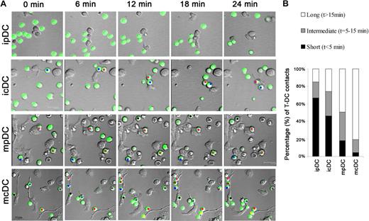 Figure 5. Dynamics of pDC–T-cell interactions. pDCs and cDCs were isolated from Flt3-L-driven cultures. Immature (i) or mature (m) DCs were incubated with OVA peptide and seeded onto fibronectin-coated coverslips. OT-II CD4+ T cells labeled with the green probe calcein were added to the chambers. Contacts between T cells and DCs were monitored by time-lapse videomicroscopy for 30 minutes, and the contact times of individual DC–T-cell pairs were measured. (A) Representative images are shown of different time frames of the video-recorded movies. Each T cell that interacted for more than 15 minutes is marked by a different colored dot. (B) T-cell–DC interactions were classified into 3 categories based on the duration of the interaction: short (< 5 minutes), medium (5-15 minutes), and long (> 15 minutes). Data represent the proportion of each category.